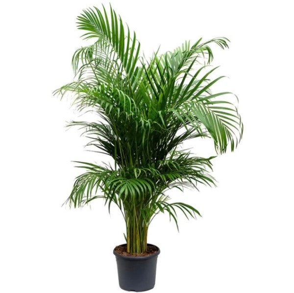 Areca Palm , Chrysalidocarpus lutescens (Outdoor) – image 8