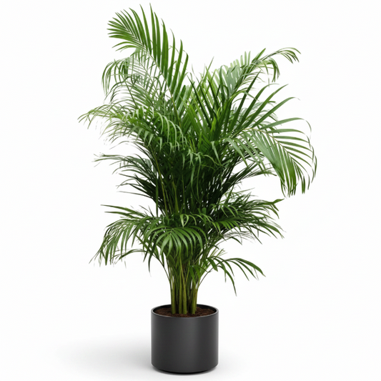 Areca Palm , Chrysalidocarpus lutescens (Outdoor) – image 2