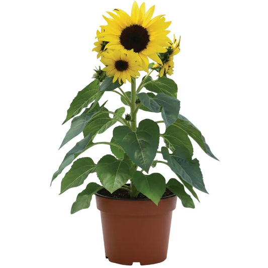 Ornamental Sunflower, Helianthus Annuus – image 1