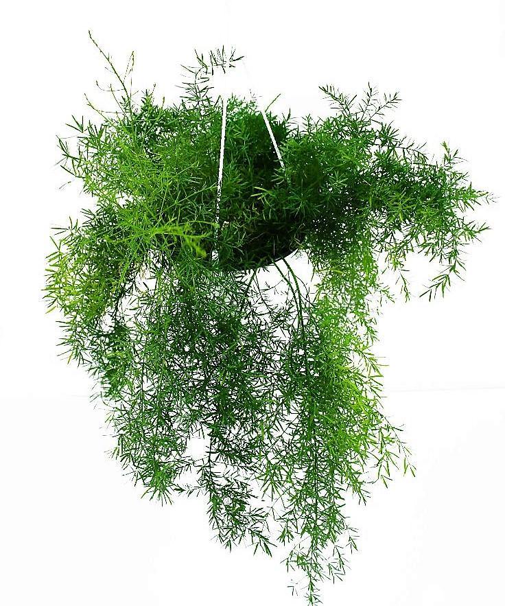 Asparagus Hanging – image 5