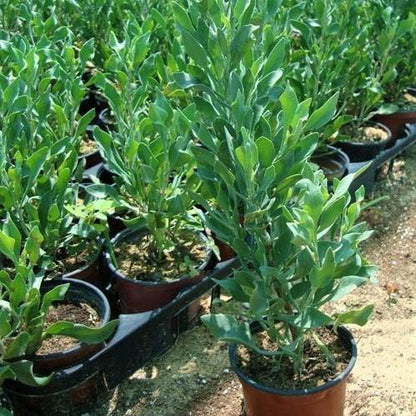 Atriplex Semibaccata, Berry SaltBush – image 2