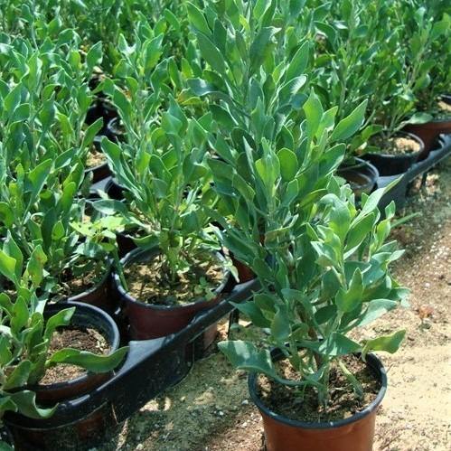 Atriplex Semibaccata, Berry SaltBush – image 2