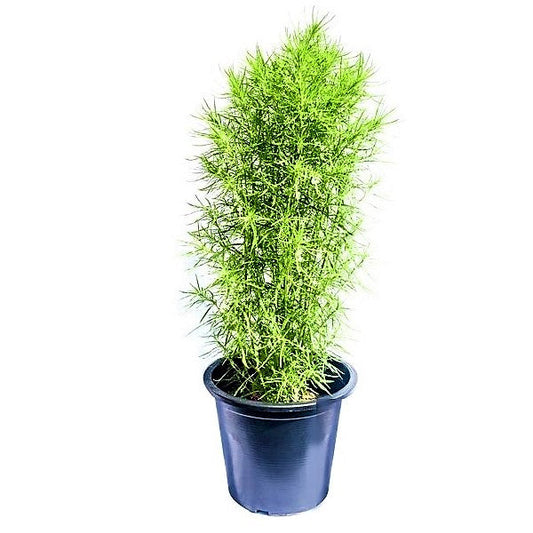 Summer Cypress, Kochia – image 2