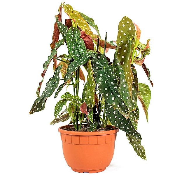 Polka Dot begonia, Begonia Maculata – image 6