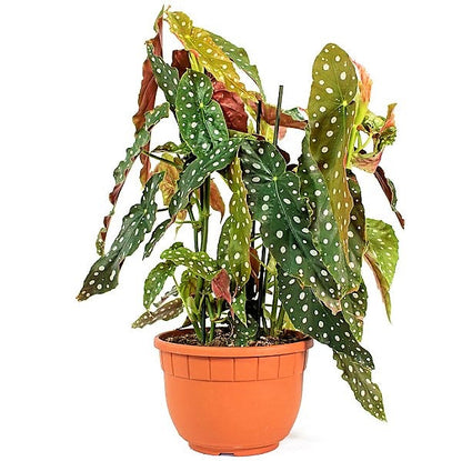 Polka Dot begonia, Begonia Maculata – image 6
