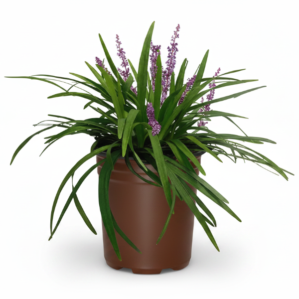 Liriope Muscari, Lilyturf – image 1