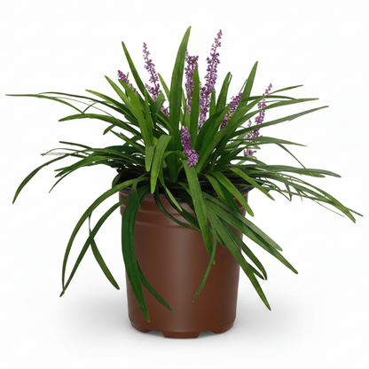 Liriope Muscari, Lilyturf – image 1