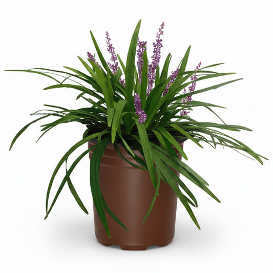Liriope Muscari, Lilyturf – image 1