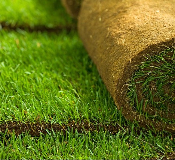 Natural Carpet Grass, American Bermuda – image 2
