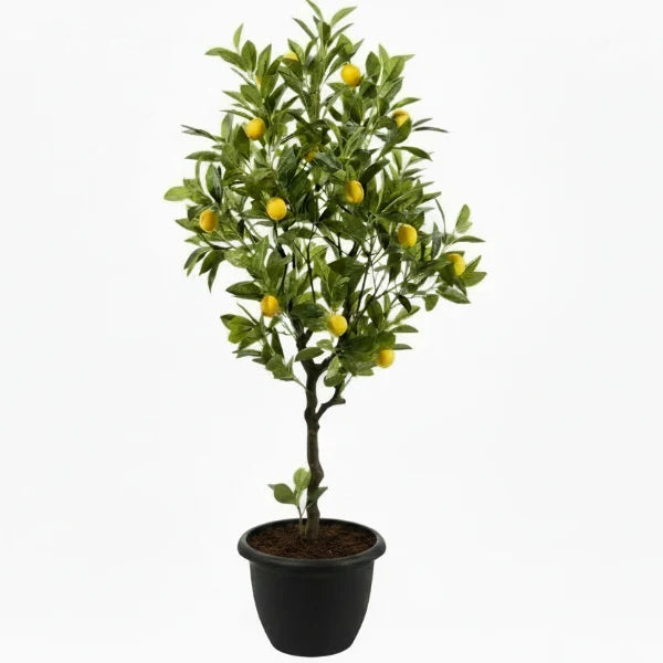 Lemon Tree, Citrus Lemon – image 4