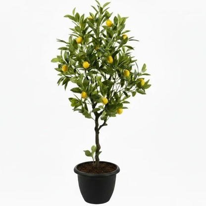 Lemon Tree, Citrus Lemon – image 4