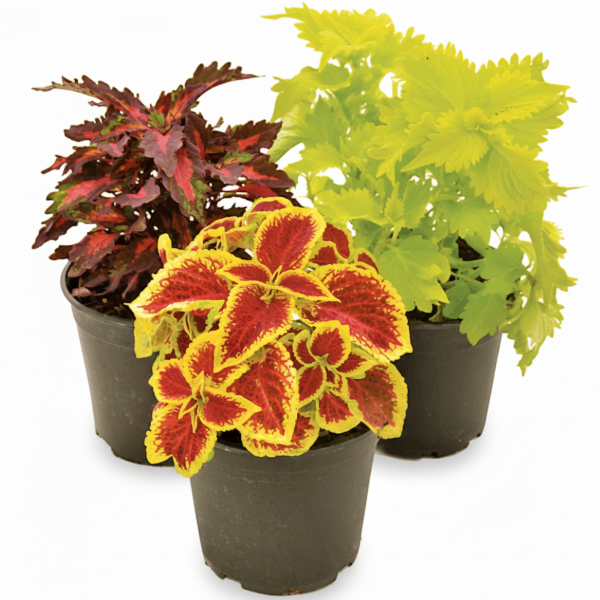 Coleus Mix per piece (small) – image 1