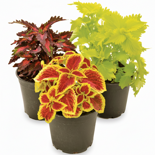 Coleus Mix per piece (small) – image 1
