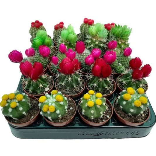 Ornamental Cactus Small – image 2