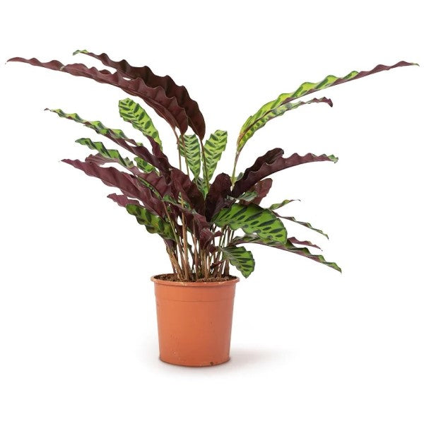 Calathea Lancifolia, Rattlesnake Plant – image 3