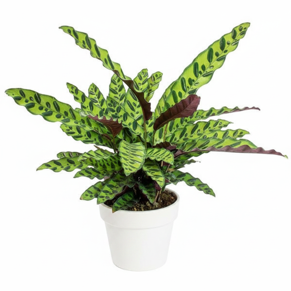 Calathea Lancifolia, Rattlesnake Plant – image 6