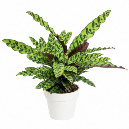Calathea Lancifolia, Rattlesnake Plant – image 6