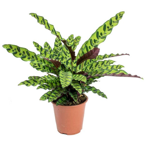 Calathea Lancifolia, Rattlesnake Plant – image 5