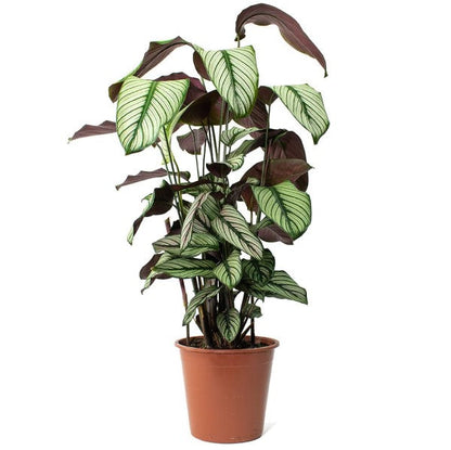 Calathea White Star, Majestic Calathea – image 3