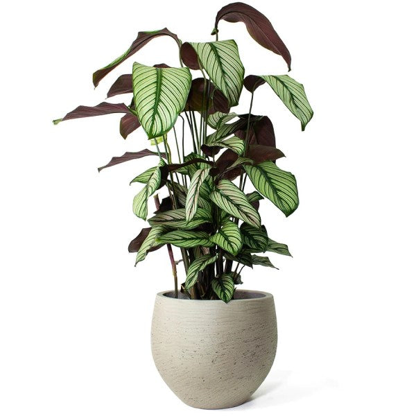 Calathea White Star, Majestic Calathea – image 4