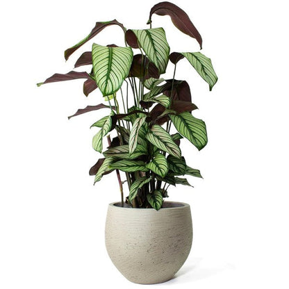 Calathea White Star, Majestic Calathea – image 4
