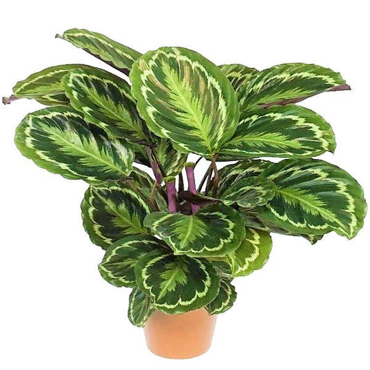 Calathea Medallion, Peacock Plant – image 1