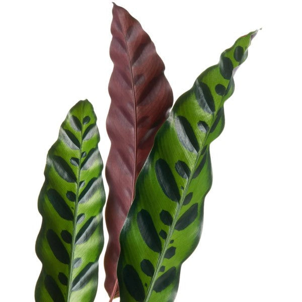 Calathea Lancifolia, Rattlesnake Plant – image 2