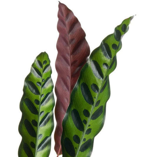 Calathea Lancifolia, Rattlesnake Plant – image 2