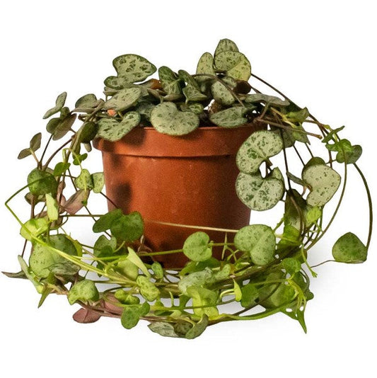 String of Hearts, Ceropegia Woodii – image 1