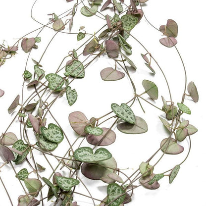 String of Hearts, Ceropegia Woodii – image 5