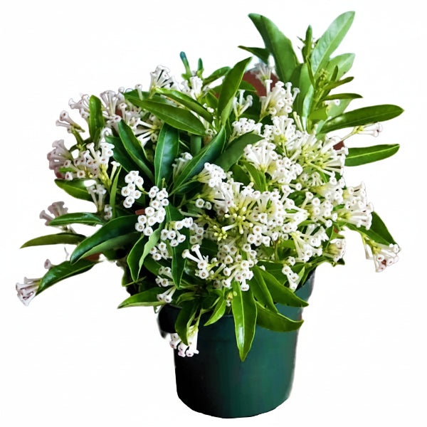 Cestrum Diurnum, Day King – image 2