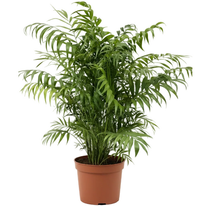 Parlour Palm, Bamboo Palm, Chamaedorea elegans – image 1