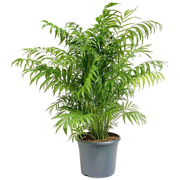 Parlour Palm, Bamboo Palm, Chamaedorea elegans – image 6