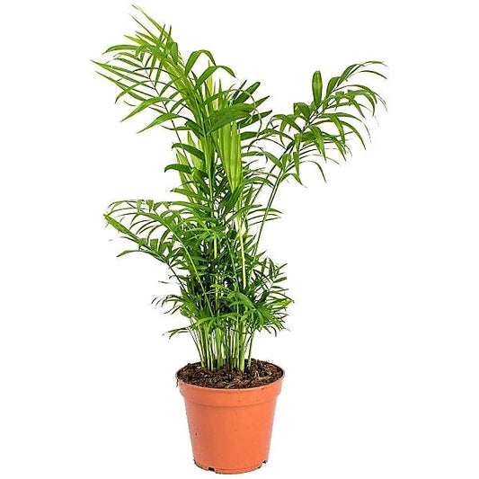 Parlour Palm, Bamboo Palm, Chamaedorea elegans – image 2