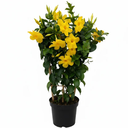Yellow Bell Climber, Mandevilla Splendens – image 6