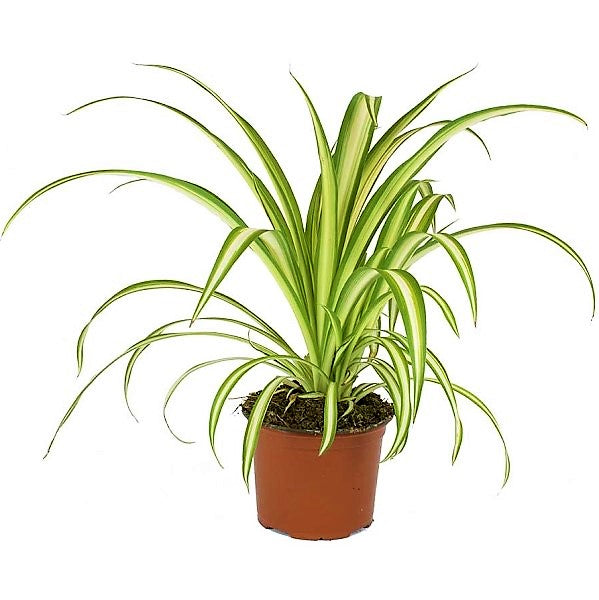 Spider Plant, Chlorophytum comosum, Variegatum – image 3