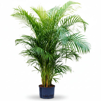 Areca Palm, Chrysalidocarpus lutescens (Indoor) – image 1