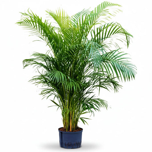 Areca Palm, Chrysalidocarpus lutescens (Indoor) – image 1