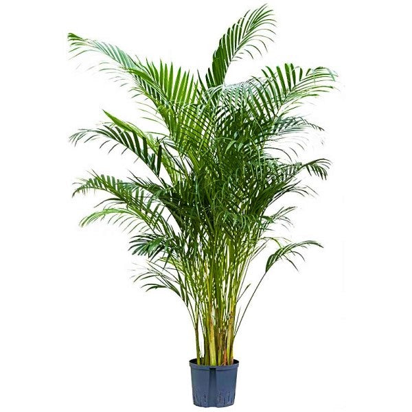 Areca Palm, Chrysalidocarpus lutescens (Indoor) – image 3