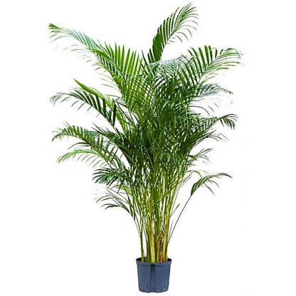 Areca Palm, Chrysalidocarpus lutescens (Indoor) – image 3