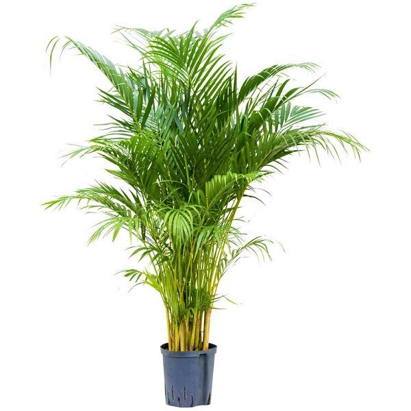 Areca Palm, Chrysalidocarpus lutescens (Indoor) – image 5