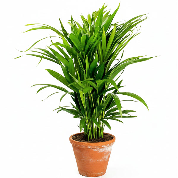 Areca Small, Butterfly Palm , Cane Palm – image 1