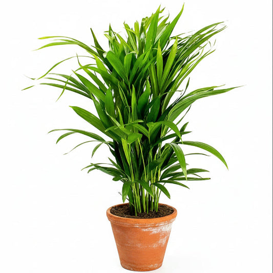 Areca Small, Butterfly Palm , Cane Palm – image 1