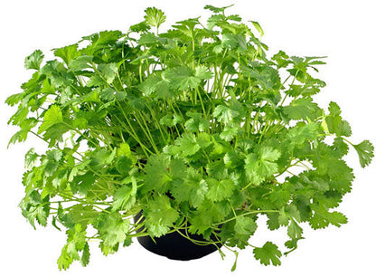 Coriander Plant, Chinese Parsley, Dhania – image 2