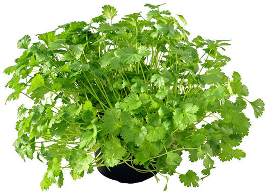 Coriander Plant, Chinese Parsley, Dhania – image 2
