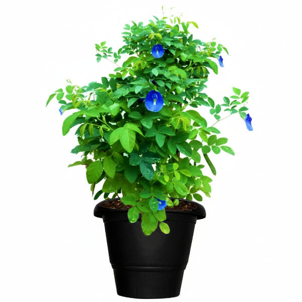 Clitoria ternatea, Butterfly Pea – image 4