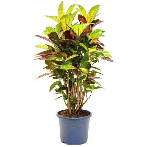Codiaeum Iceton, Codiaeum Variegatum, Croton – image 2
