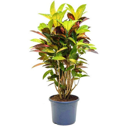 Codiaeum Iceton, Codiaeum Variegatum, Croton – image 2
