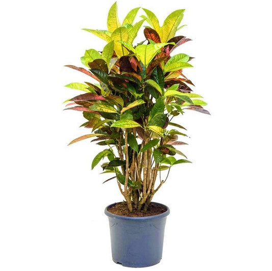 Codiaeum Iceton, Codiaeum Variegatum, Croton – image 2