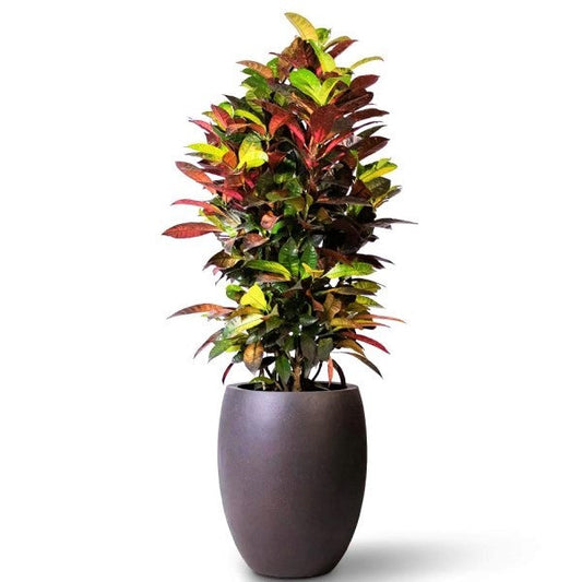 Codiaeum Iceton, Codiaeum Variegatum, Croton – image 1